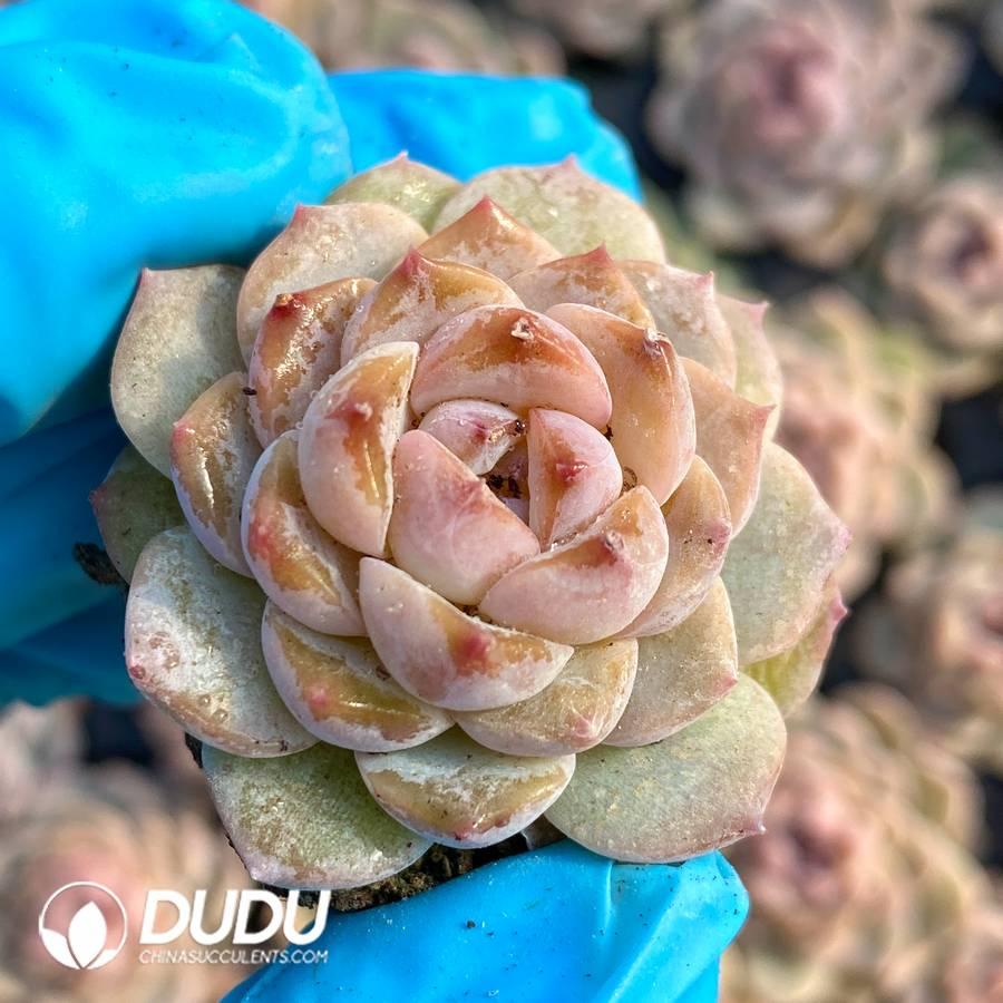 SEL36.jpeg 105Pcs Echeveria Bingbing Seedlings(Mix & Match 5+) - 画像 (1)