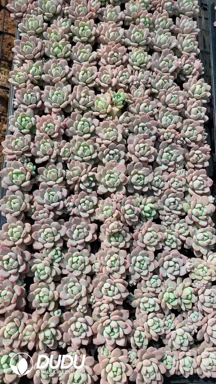 SEL38.jpeg 105Pcs Echeveria Xiaotaohong Seedlings(Mix & Match 5+) - 画像 (1)