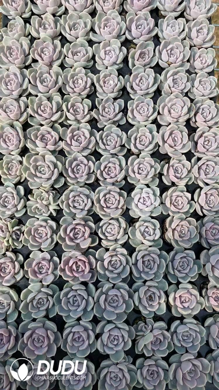 SEL48.jpeg 105Pcs Echeveria Teddy Burger Seedlings(Mix & Match 5+) - 画像 (1)