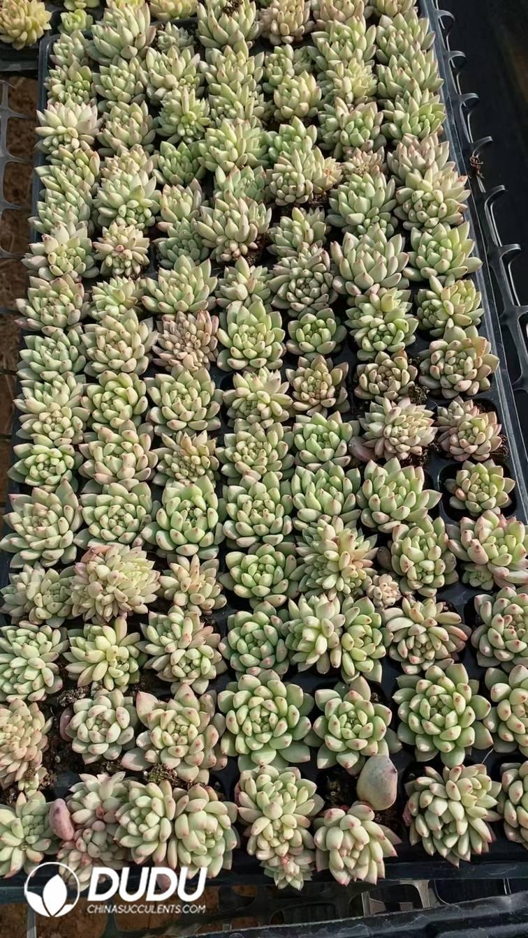 SEL65.jpeg 105Pcs Echeveria Rouge Seedlings(Mix & Match 5+) - 画像 (1)