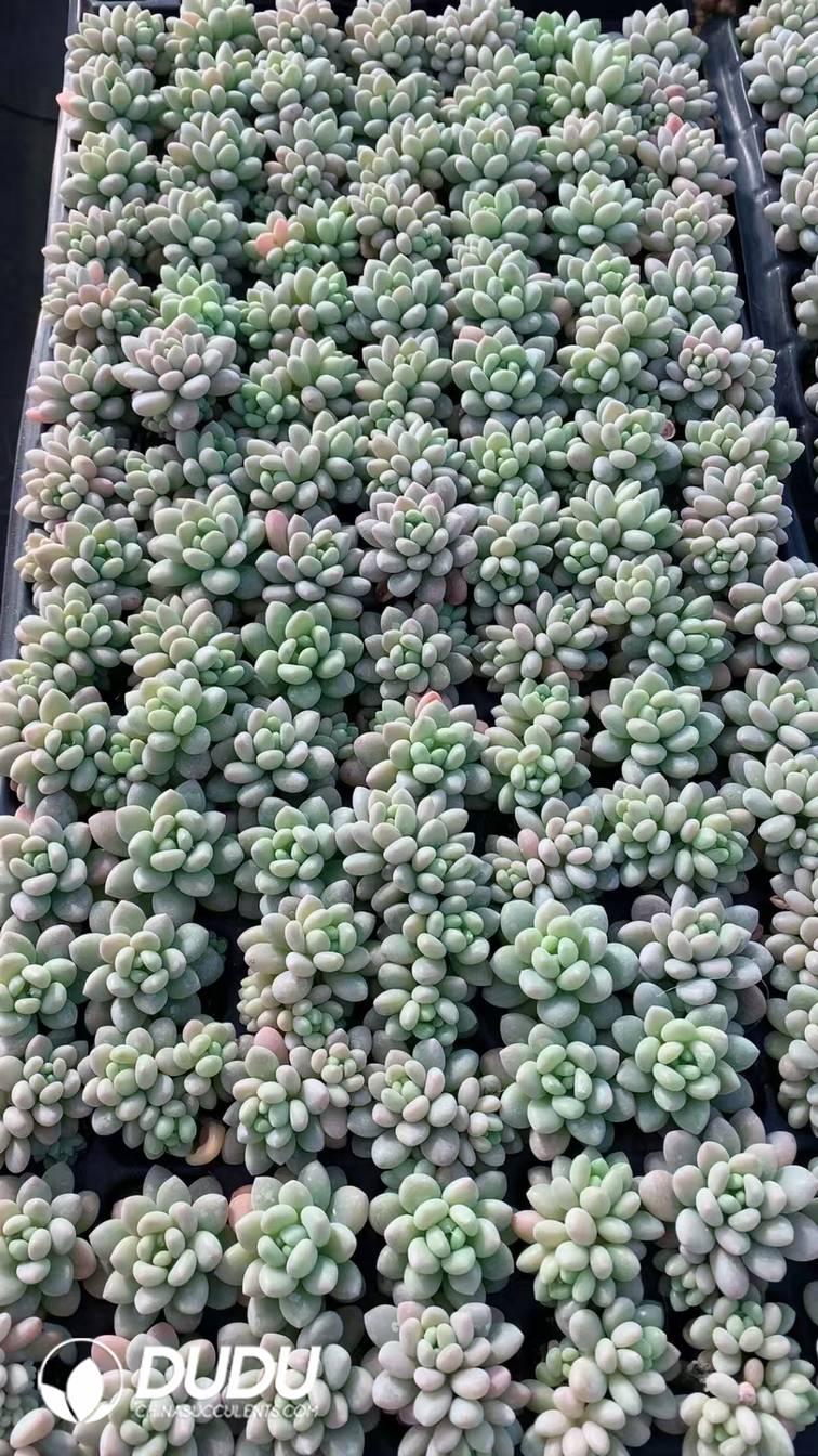 SEL74.jpeg 105Pcs Pachyphytum Caviar Seedlings(Mix & Match 5+) - 画像 (1)