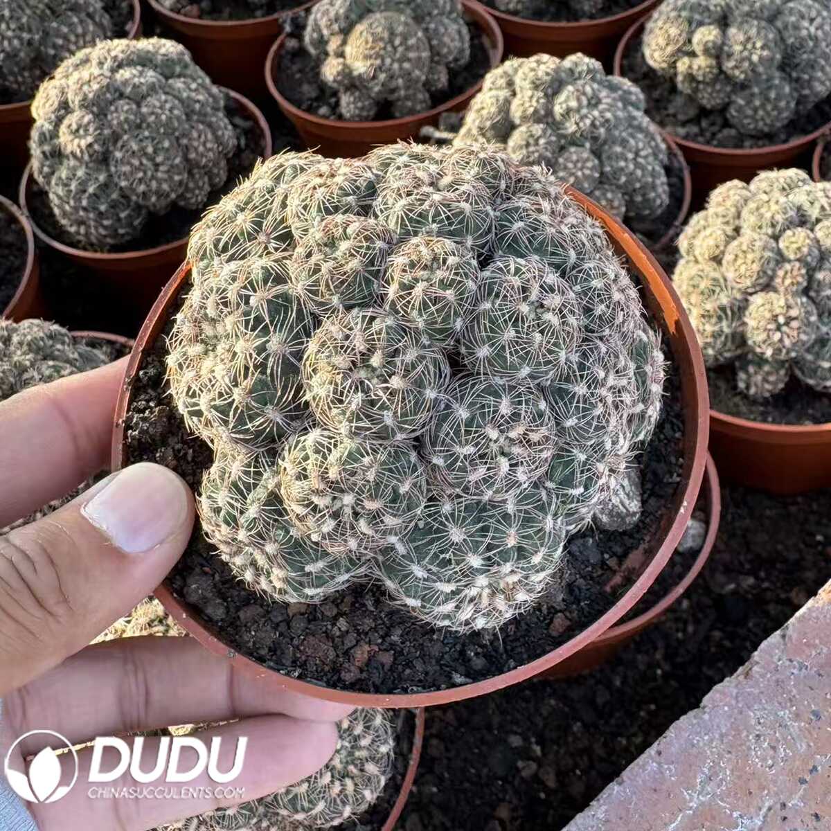 e201-1.jpg (Grafted)Gymnocalycium baldianum - 画像 (1)