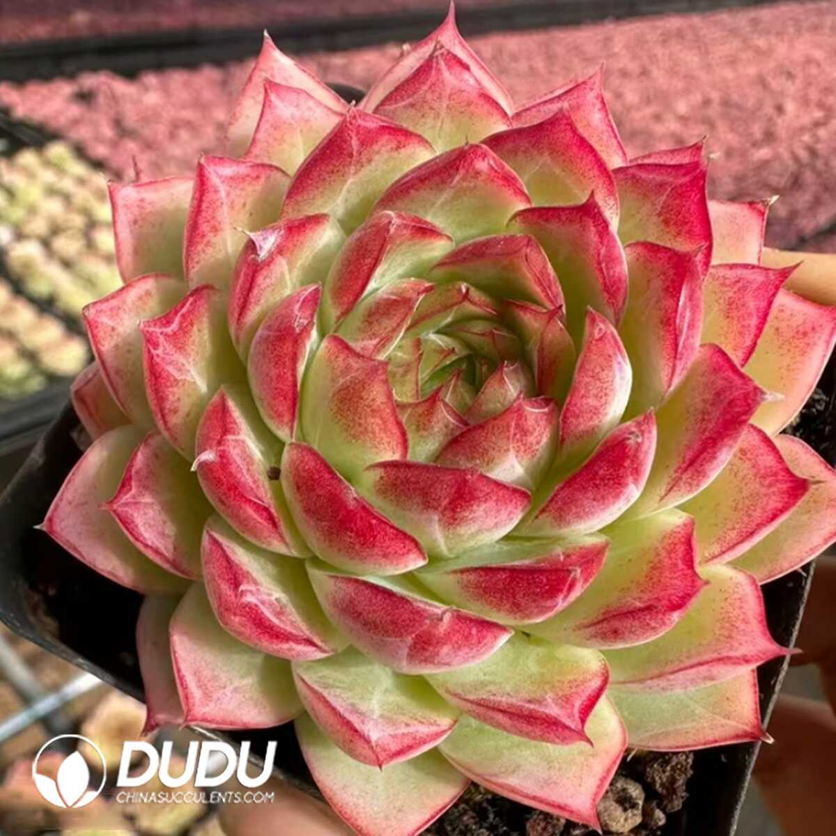 e201-10-1.jpg Echeveria Nightingale - 画像 (1)