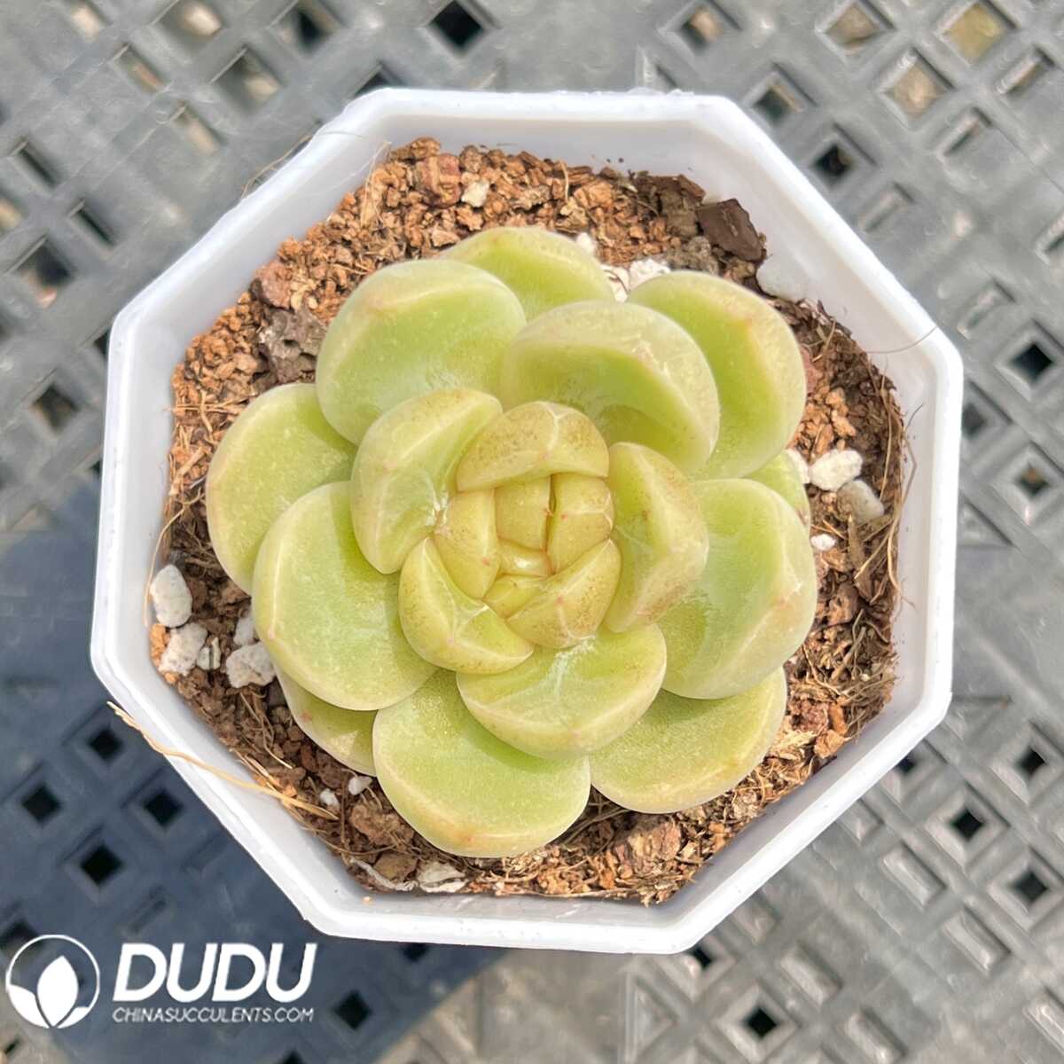 e201-10.jpg Echeveria Miss Cuihua - 画像 (1)