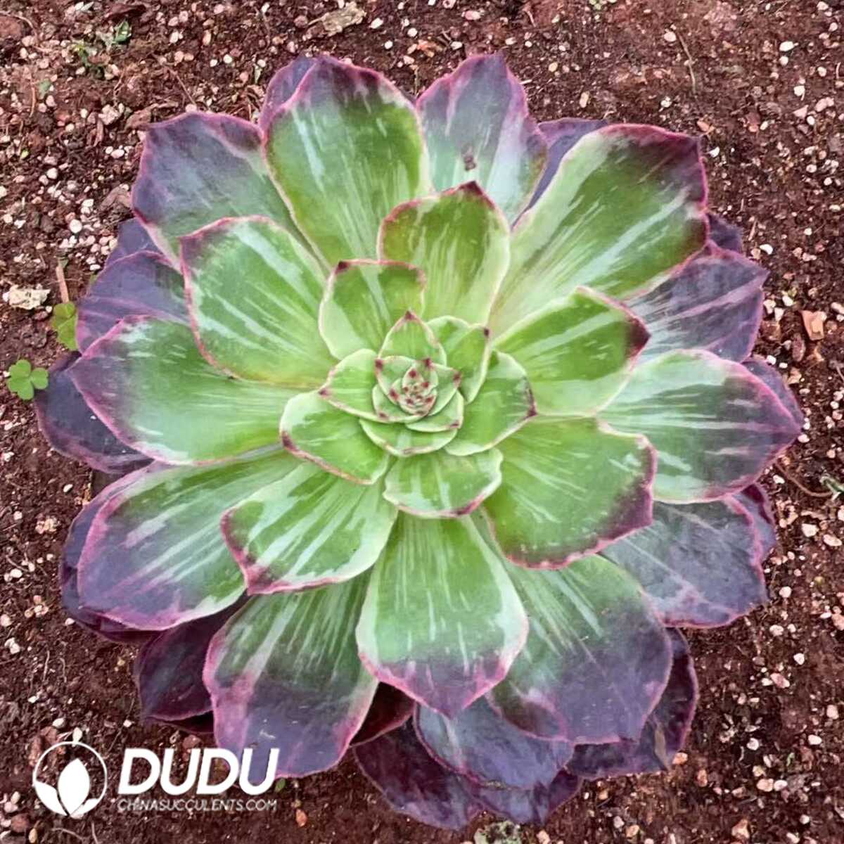 e201-1008.jpg Aeonium Halloween Silky Red Variegated - 画像 (1)