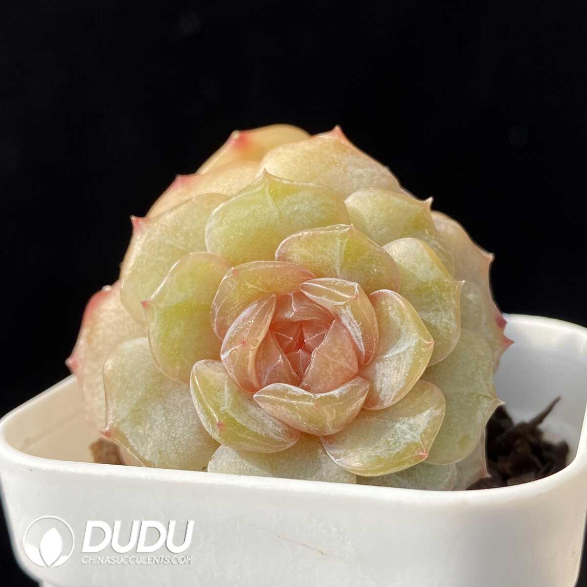 e201-101.jpg Echeveria Chungking Express Double Heads - 画像 (1)