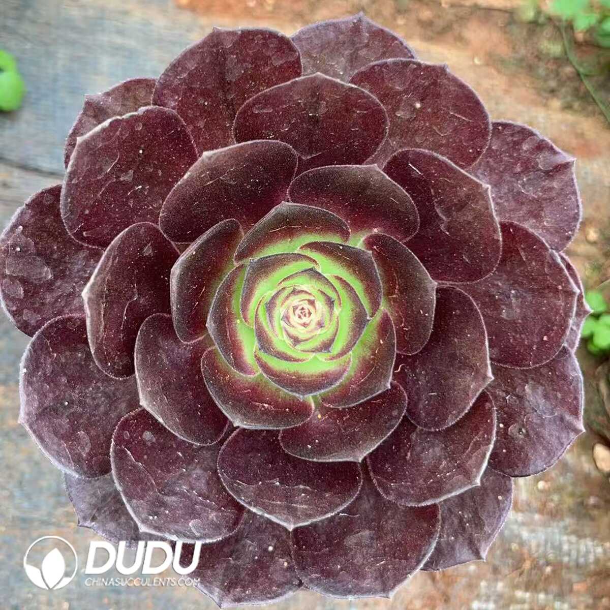 e201-1013.jpg Aeonium Black Peony - 画像 (1)