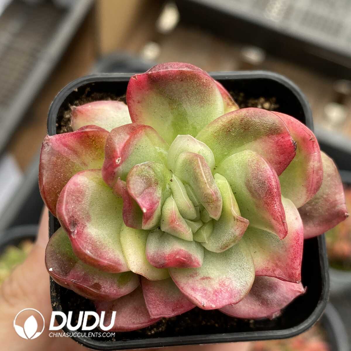 e201-1017.jpg Echeveria Hannah Variegated Monstrose - 画像 (1)