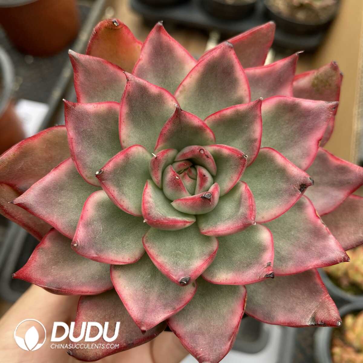 e201-1018.jpg Echeveria Maria variegated - 画像 (1)