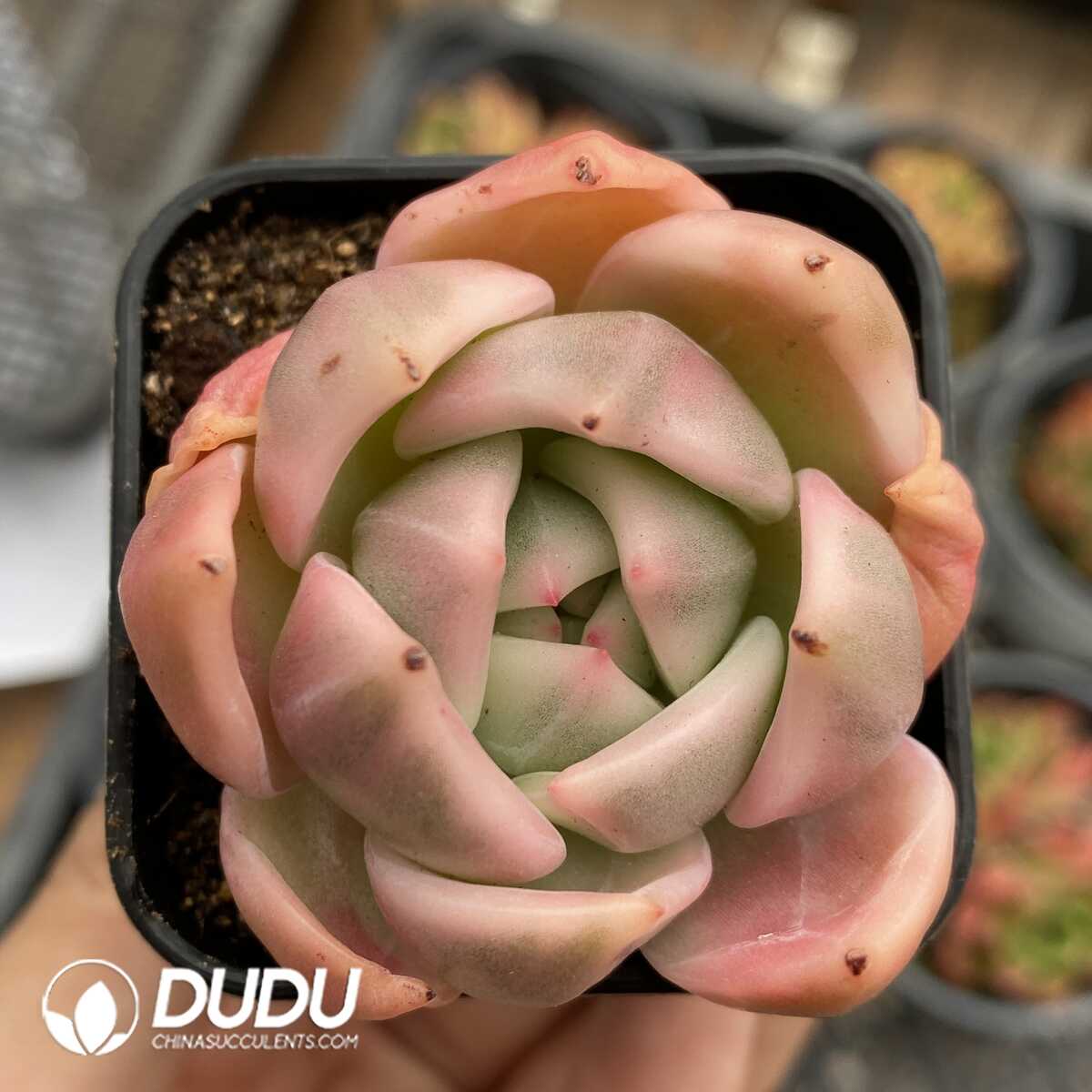 e201-1019.jpg Echeveria Champagne Variegated - 画像 (1)