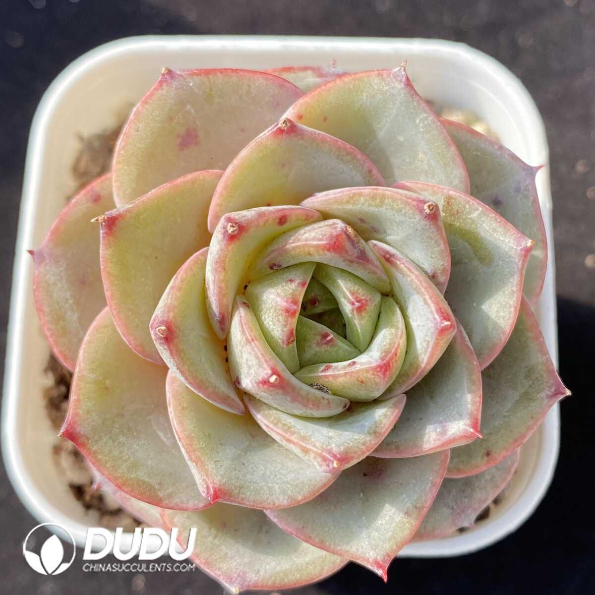 e201-102.jpg Echeveria Hui Zhiyu - 画像 (1)