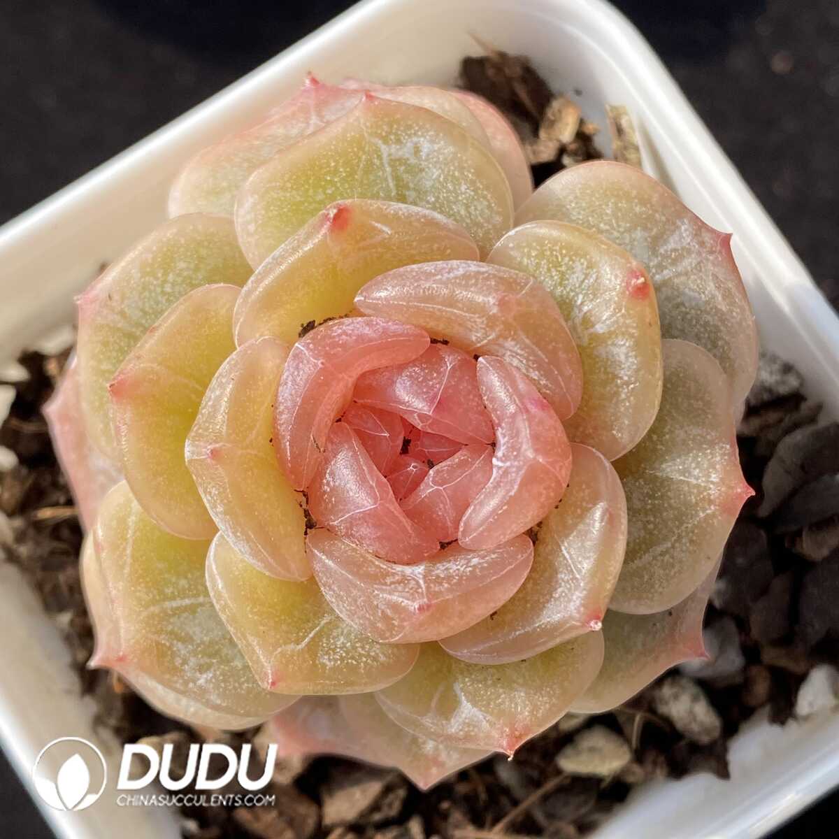 e201-103.jpg Echeveria Pink Frills - 画像 (1)