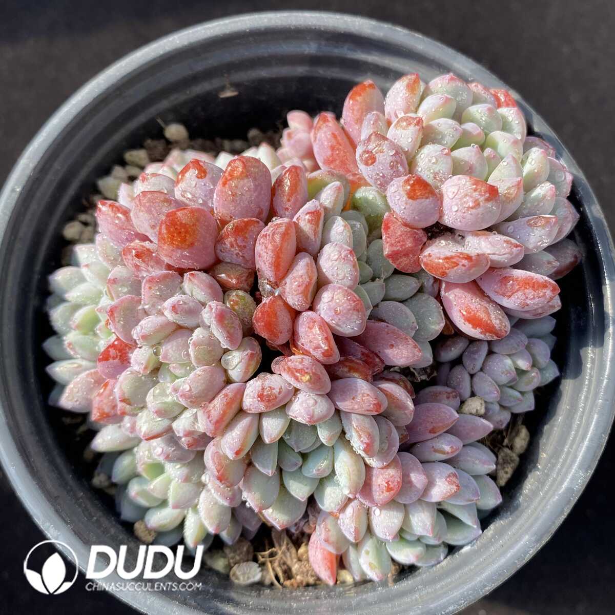 e201-104.jpg Echeveria Naya Clustering - 画像 (1)