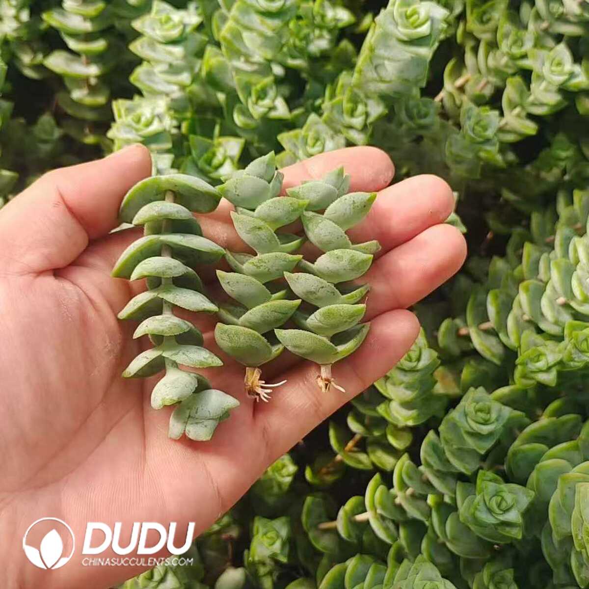 e201-1048.jpg 500Pcs Crassula Conjuncta Cuttings - 画像 (1)