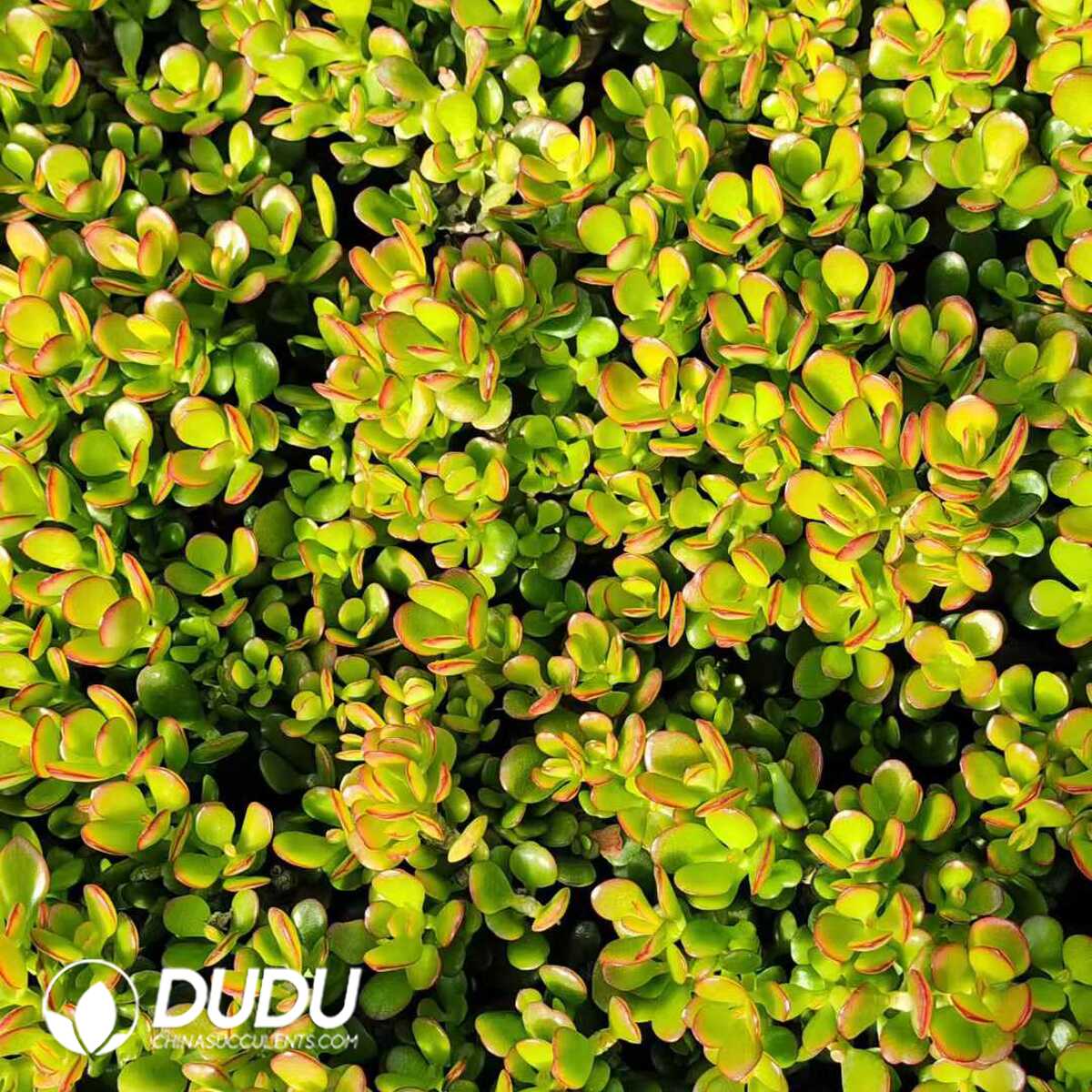 e201-1057.jpg 500Pcs Crassula ovata Crosbys Compact Cuttings - 画像 (1)