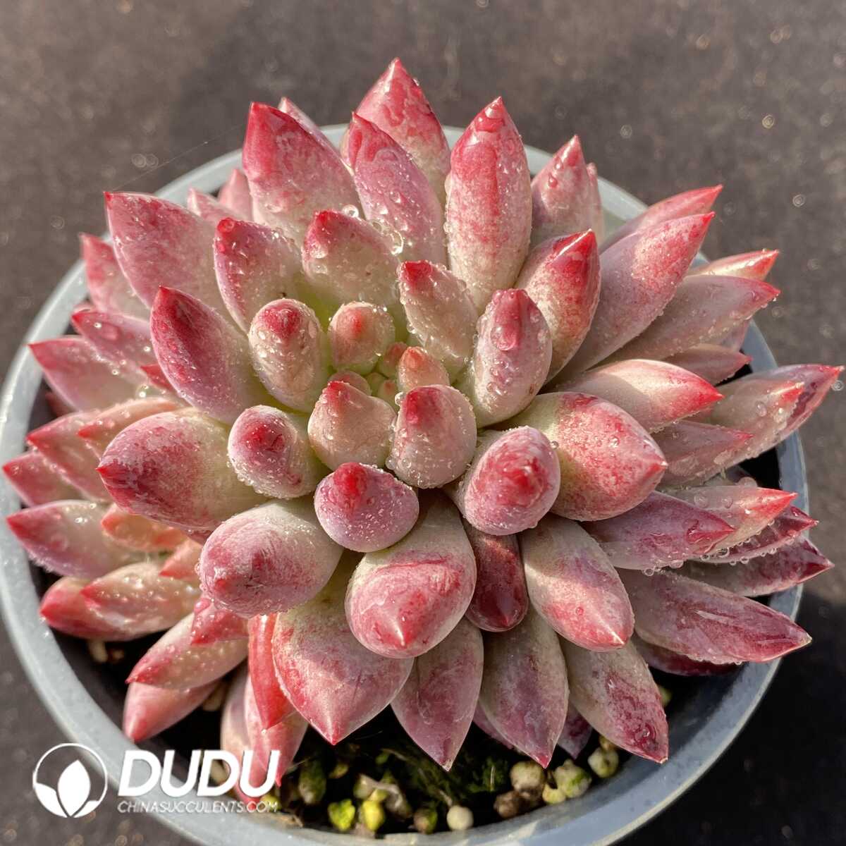 e201-106.jpg Pachyphytum Goldfish Hime Clustering - 画像 (1)