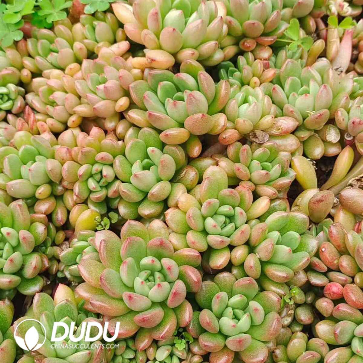 e201-1080.jpg 500Pcs Echeveria Ruby Cuttings - 画像 (1)