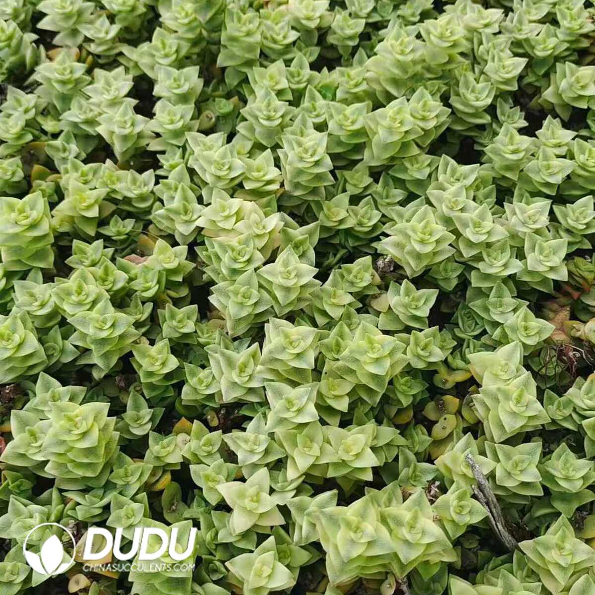 e201-1085.jpg 500Pcs Crassula perforata subsp. perforata Cuttings - 画像 (1)