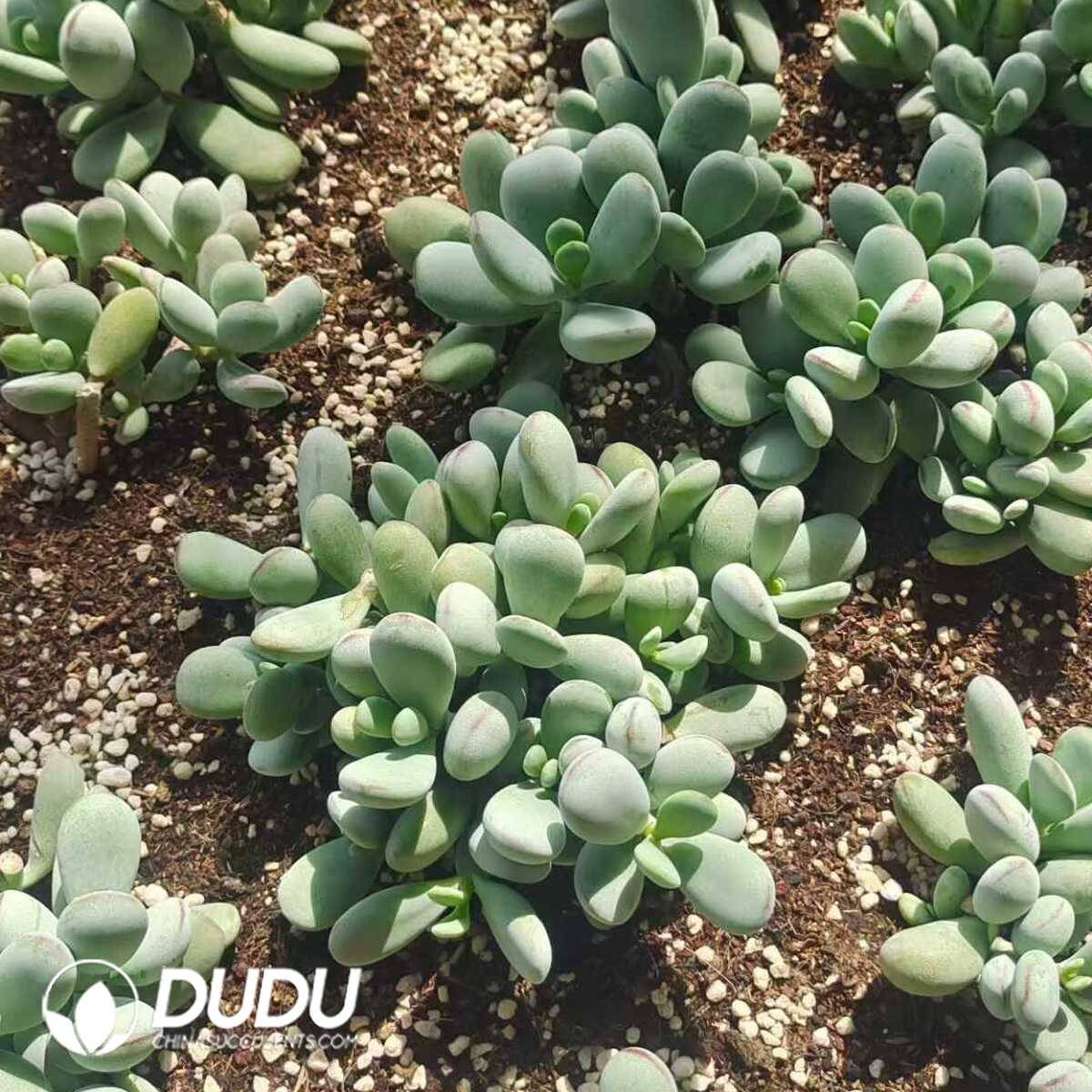 e201-1089.jpg 500Pcs Cotyledon orbiculata cv. Cuttings - 画像 (1)