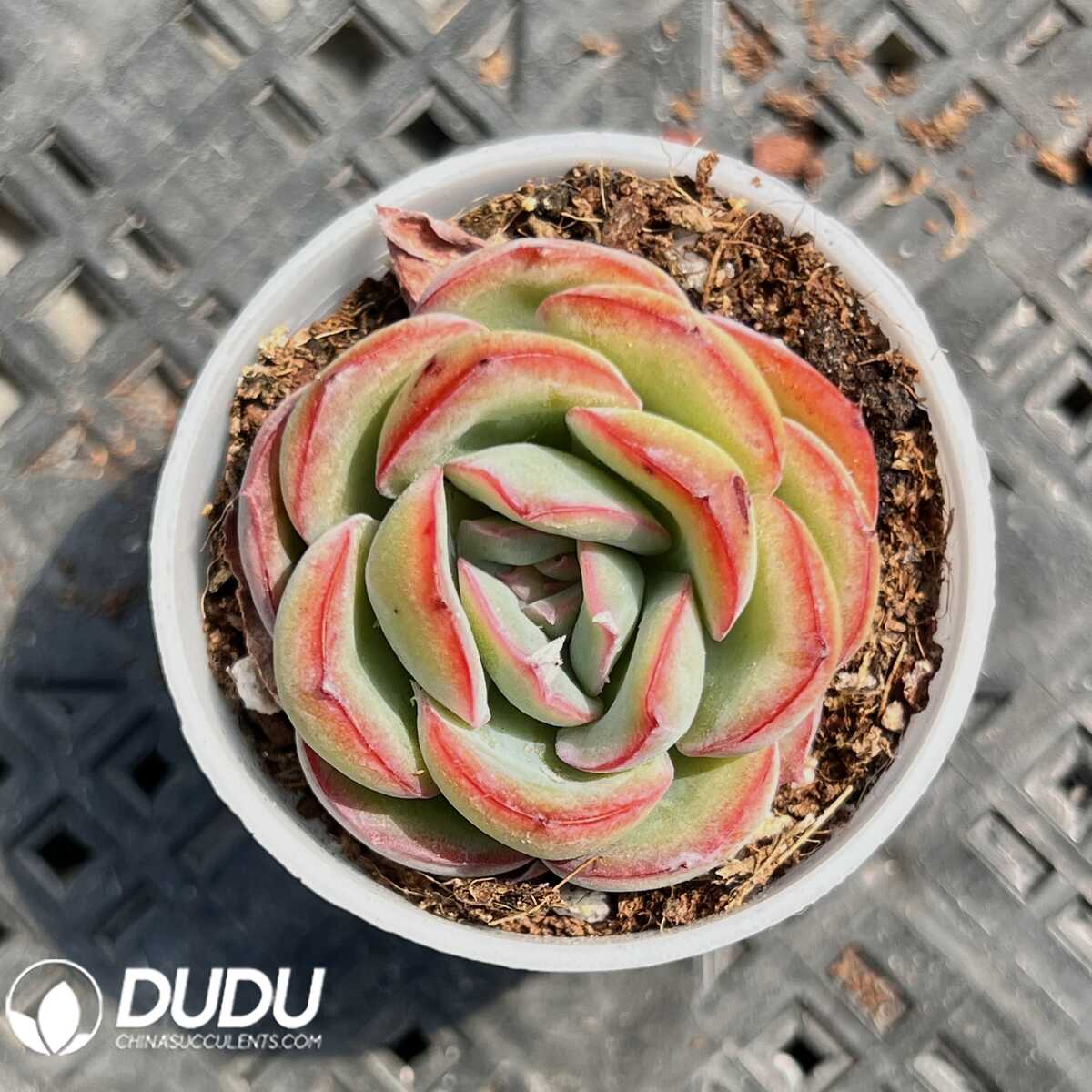 e201-11.jpg Echeveria Love Letter - 画像 (1)