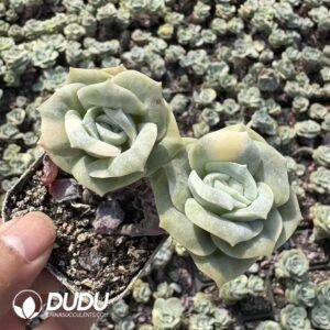 Echeveria Lovely Rosa Variegated Double Heads