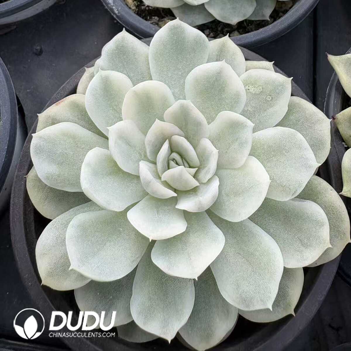 e201-1134.jpg Echeveria Snowball variegated - 画像 (1)