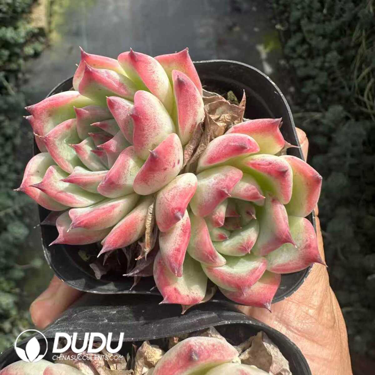 e201-114.jpg Echeveria Peach Double Heads - 画像 (1)