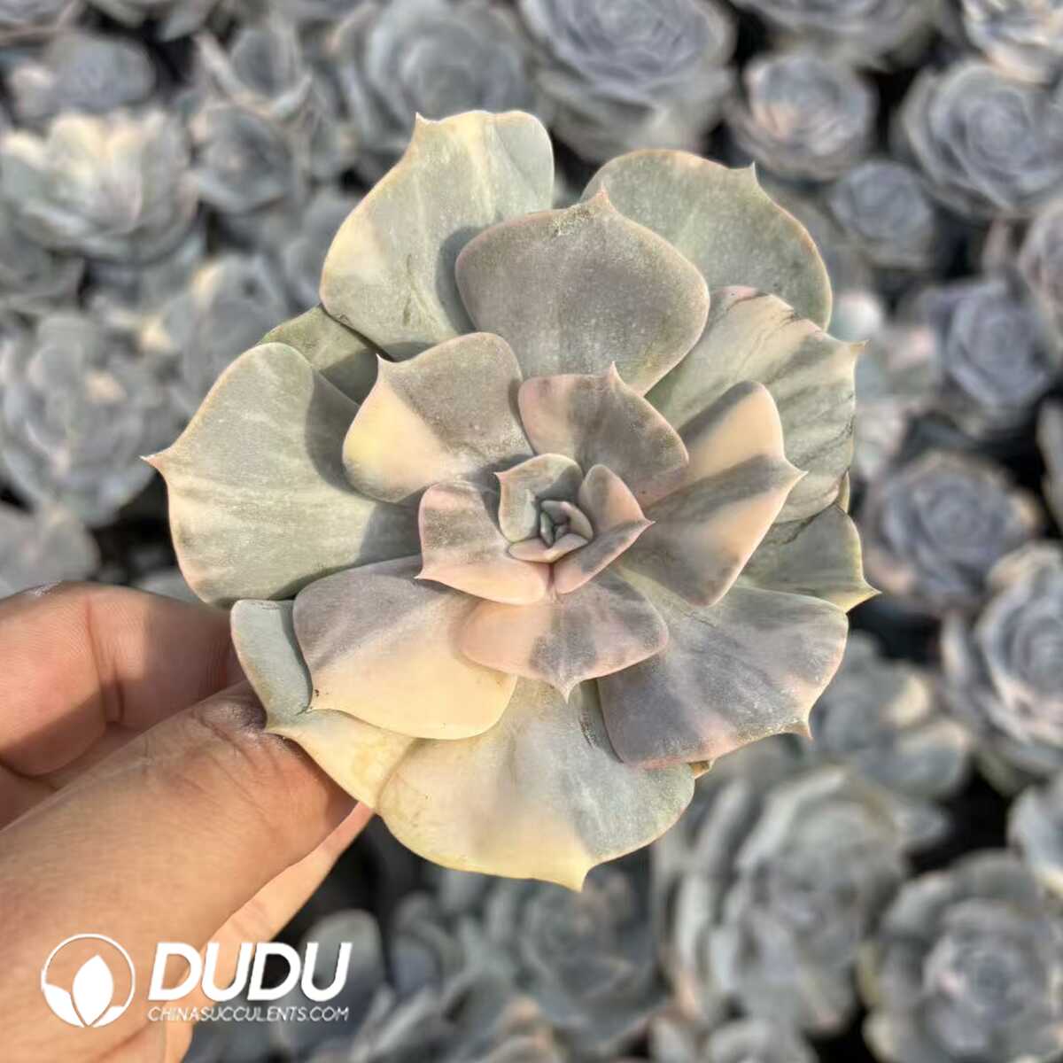 e201-1147.jpg Echeveria Pollux Variegated - 画像 (1)