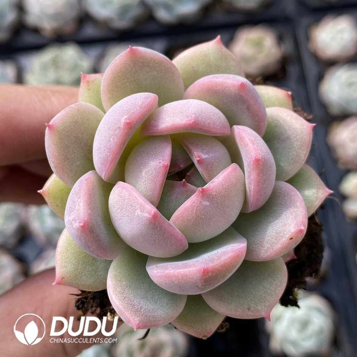 e201-115.jpg 72Pcs Echeveria M18 Seedlings - 画像 (1)