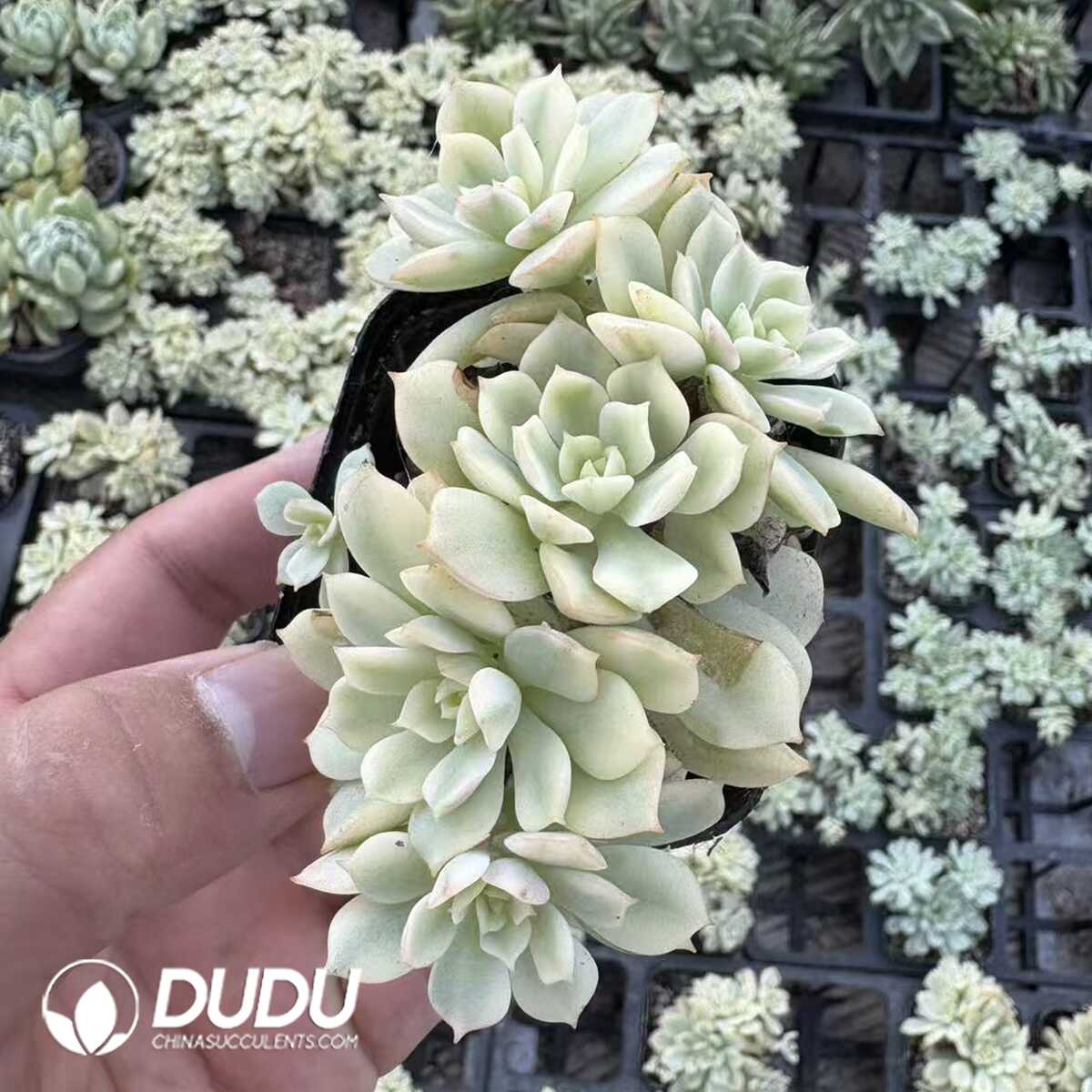 e201-1153.jpg Echeveria Debra Variegated - 画像 (1)