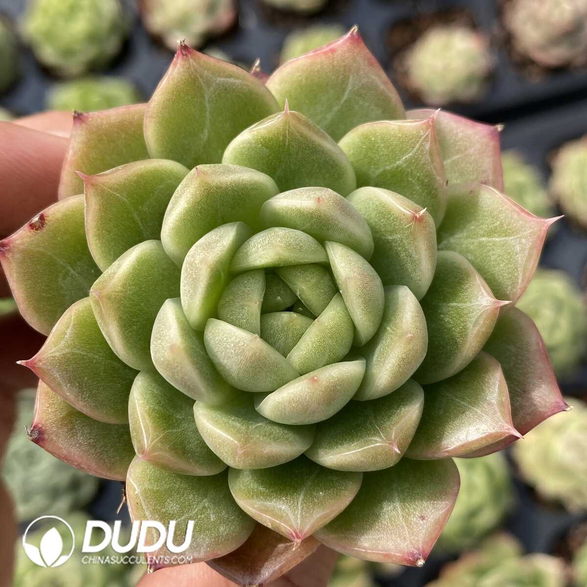 e201-116.jpg 72Pcs Echeveria G1 Seedlings - 画像 (1)