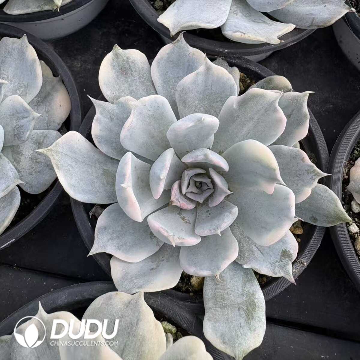 e201-1167.jpg Echeveria Lilacina Variegated - 画像 (1)