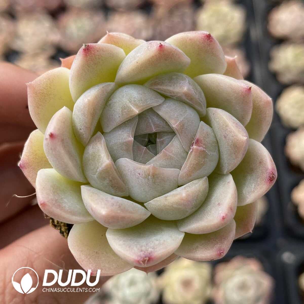 e201-118.jpg 72Pcs Echeveria White Moon Shadow Sugar Heart Seedlings - 画像 (1)
