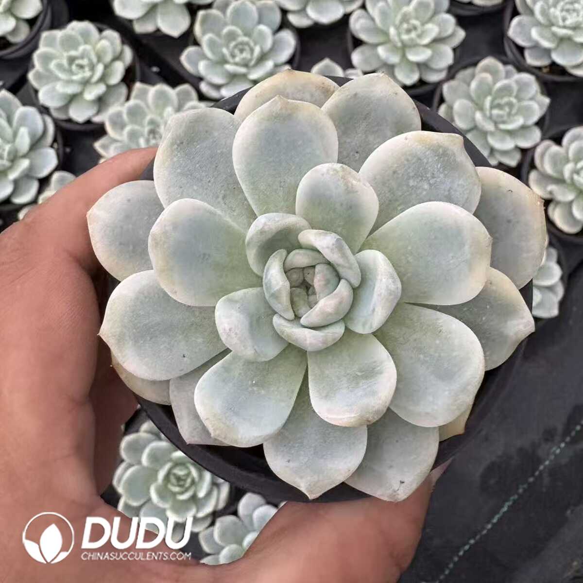 e201-1199.jpg Echeveria Monroe Variegated - 画像 (1)