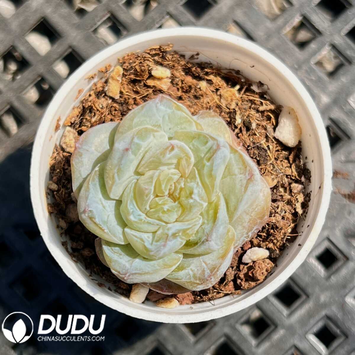 e201-12.jpg Echeveria Sumei - 画像 (1)