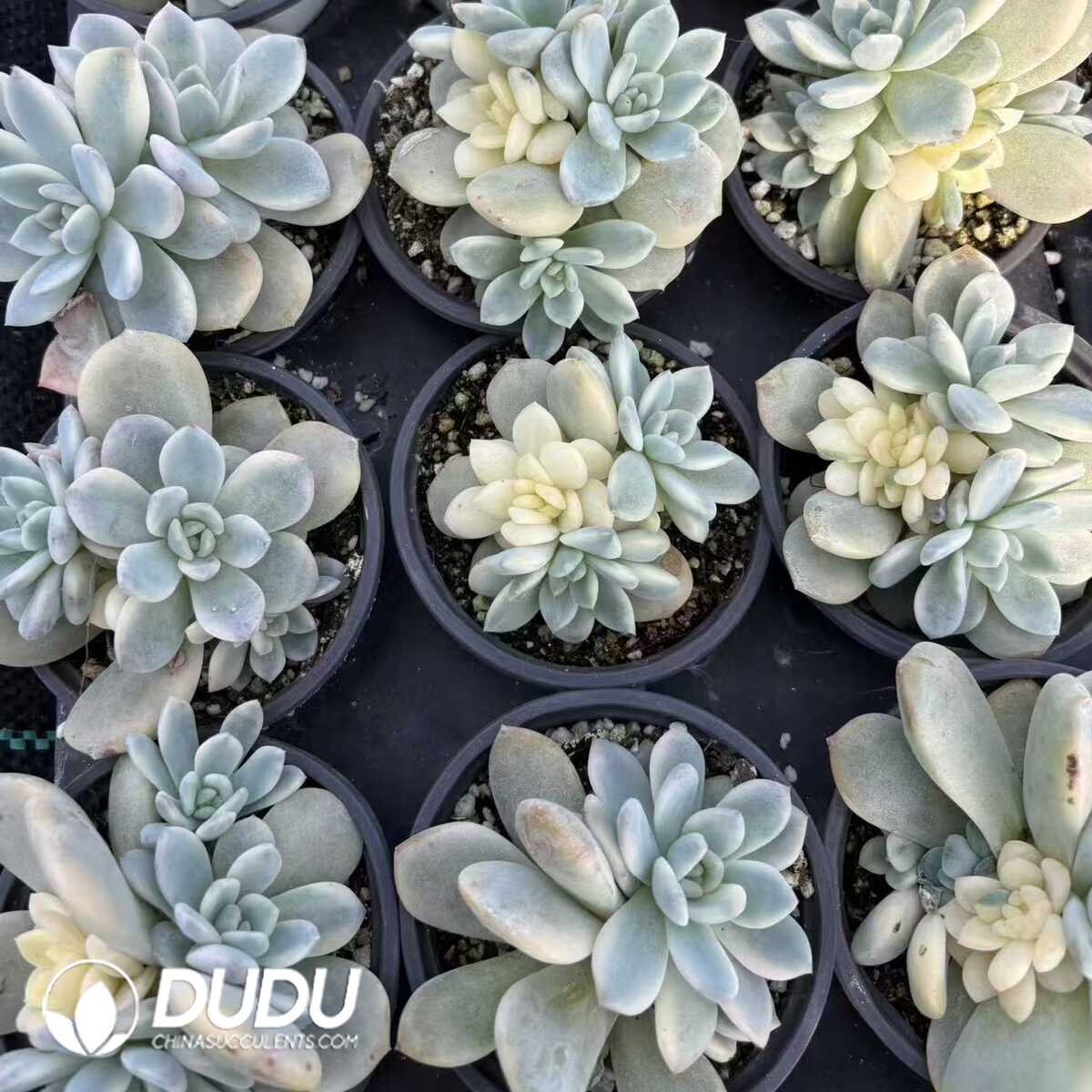 e201-1200.jpg Echeveria Monroe Variegated Base - 画像 (1)