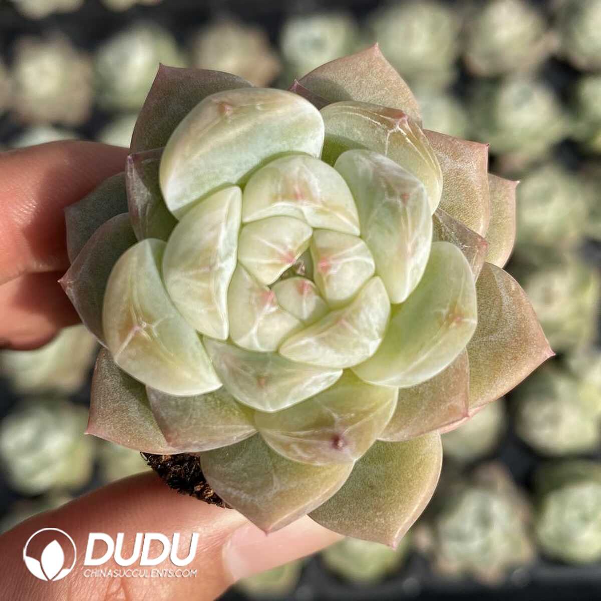 e201-122.jpg 72Pcs Echeveria BT-14 Seedlings - 画像 (1)