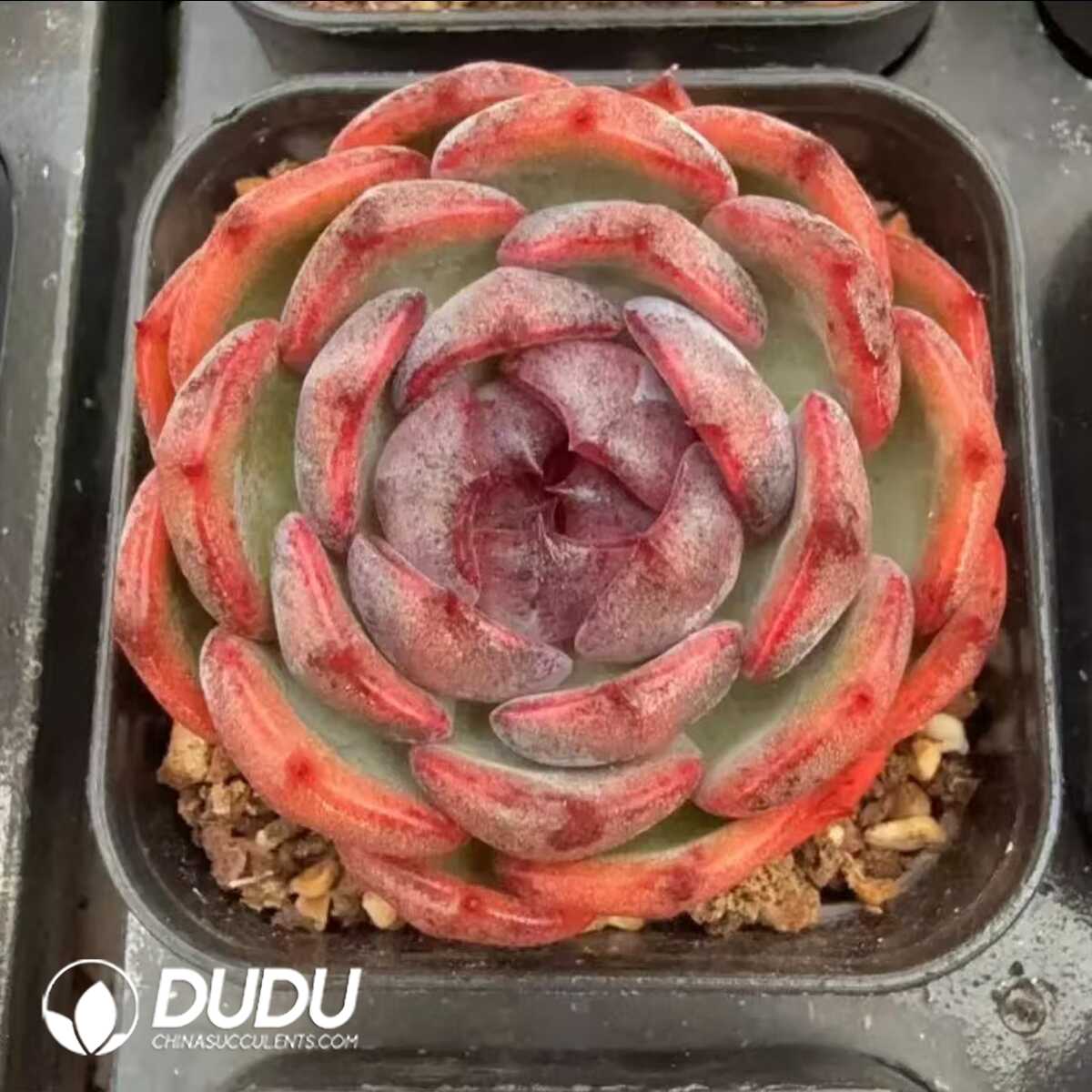 e201-128.jpg Echeveria Qiao Le Zi - 画像 (1)