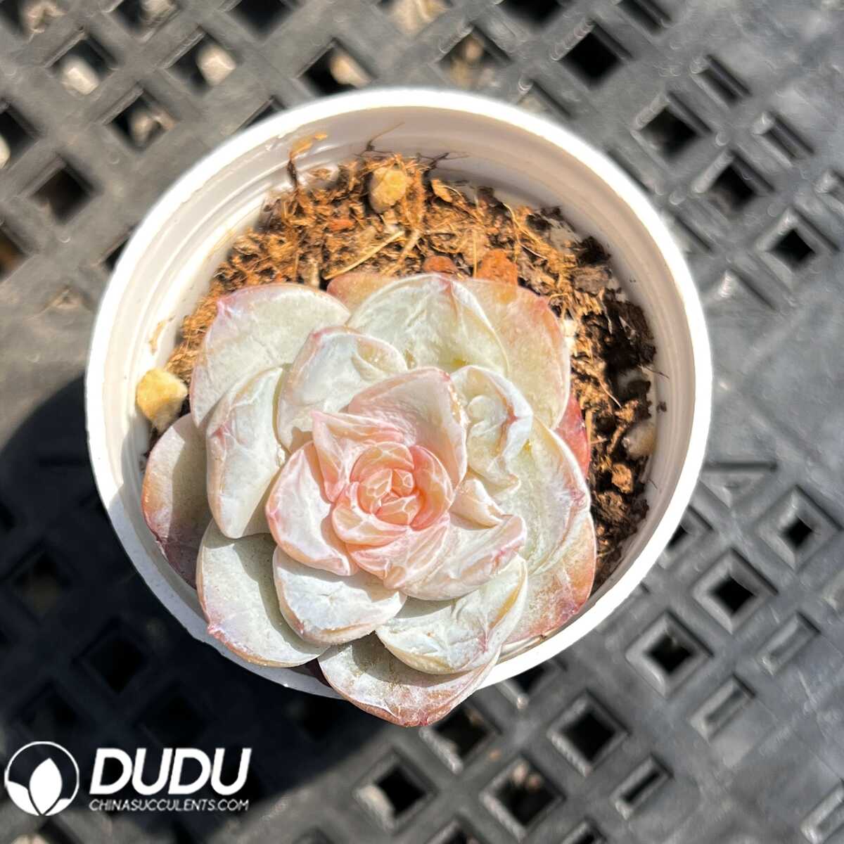 e201-13.jpg Echeveria Valrhona - 画像 (1)