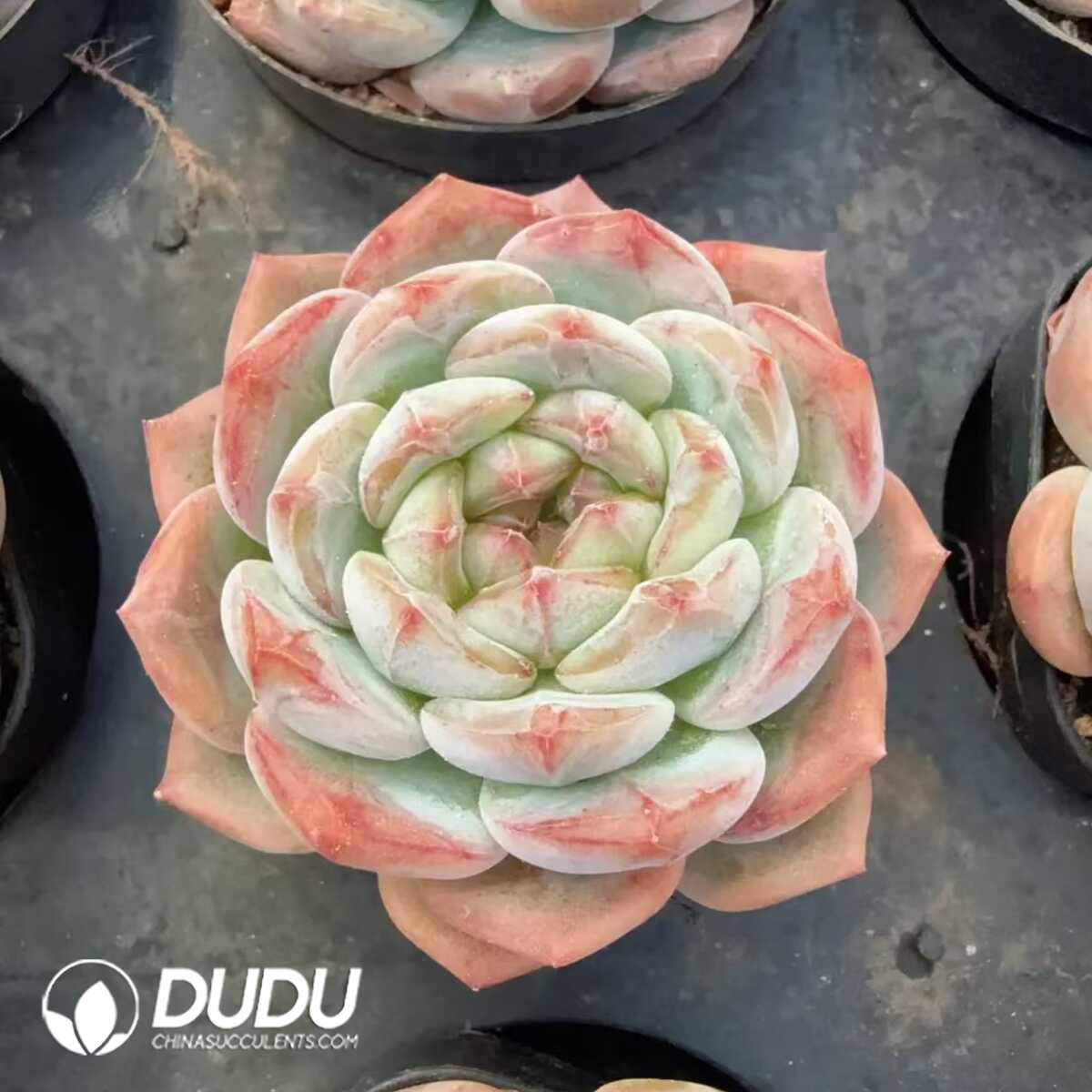 e201-131.jpg Echeveria Lost You Forever - 画像 (1)