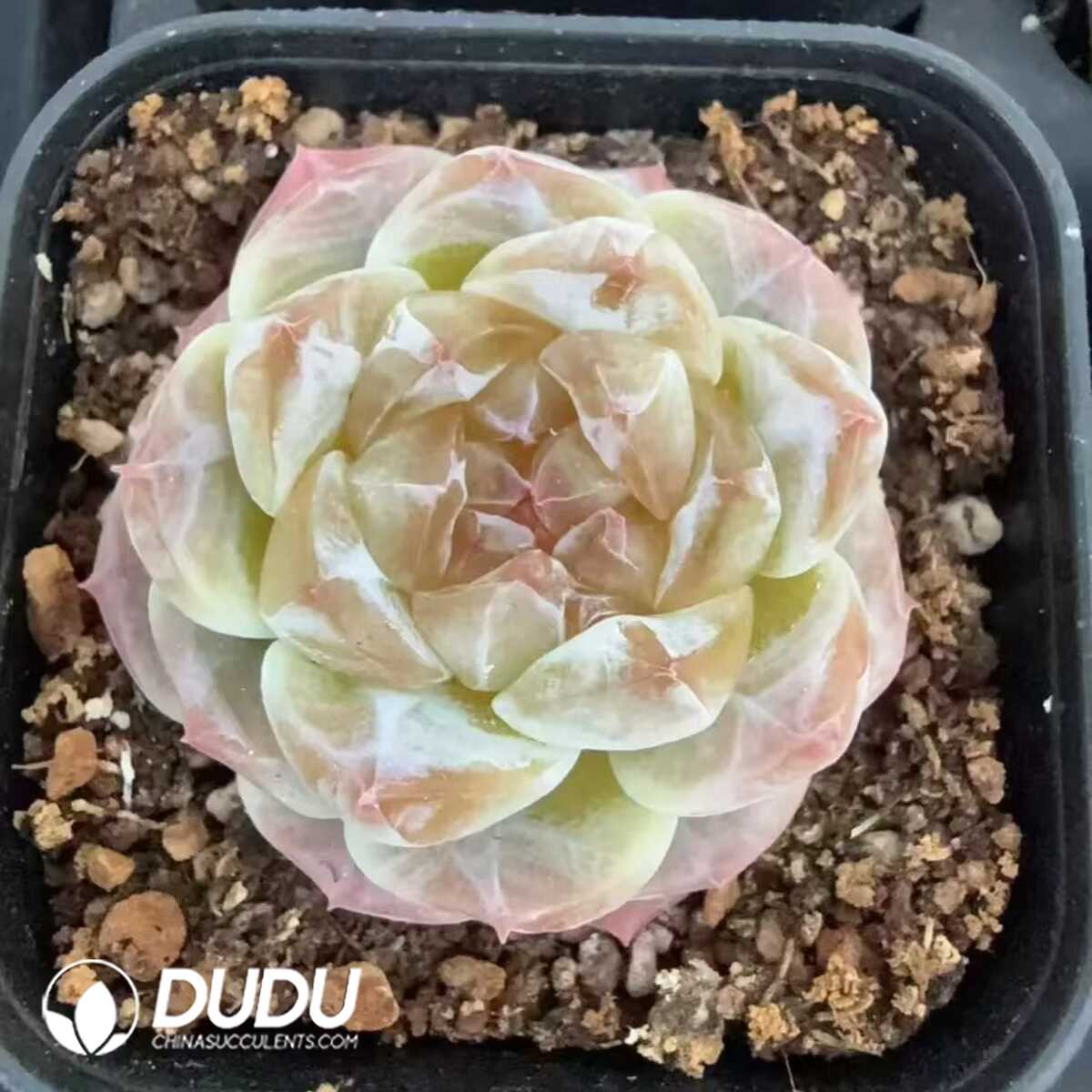 e201-133.jpg Echeveria Sugar Heart Mint - 画像 (1)