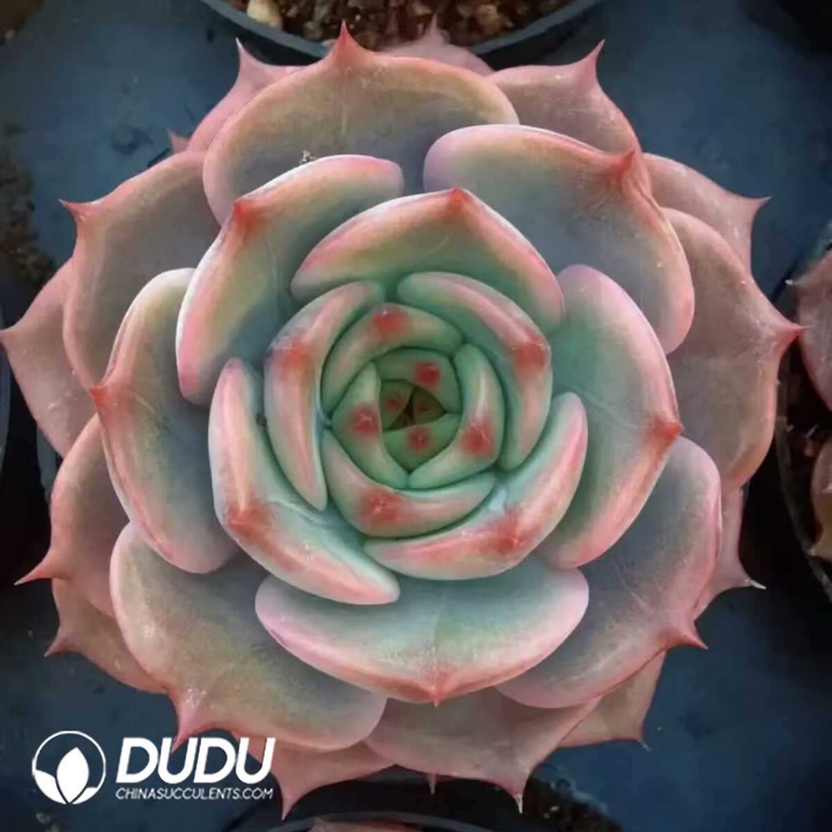 e201-135.jpg Echeveria Preferred Angelina - 画像 (1)