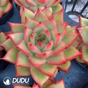 Echeveria Agavoides GG