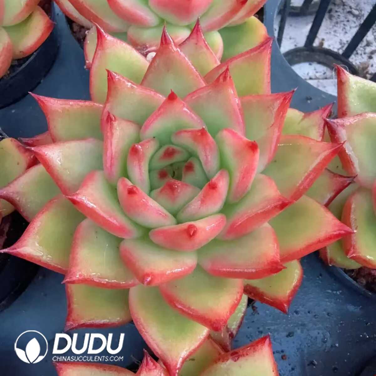 e201-136.jpg Echeveria Agavoides GG - 画像 (1)