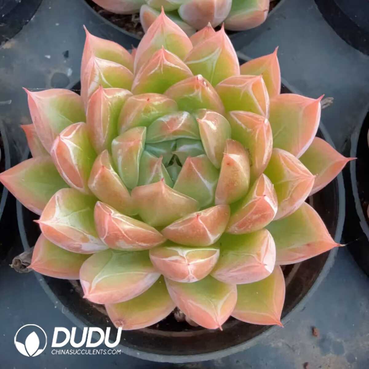 e201-137.jpg Echeveria Ice Jenny - 画像 (1)