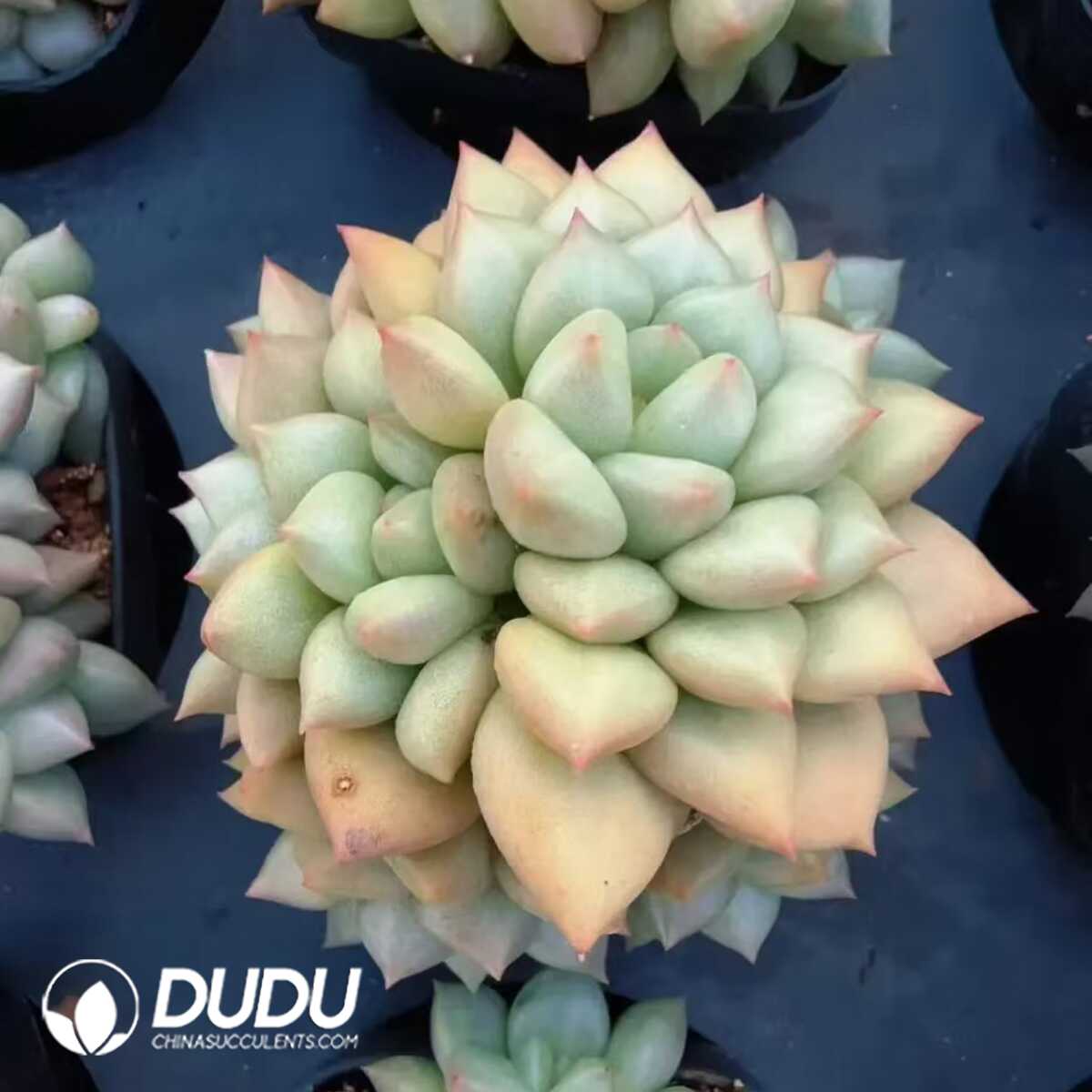 e201-138.jpg Echeveria Ivory Small Clustering - 画像 (1)