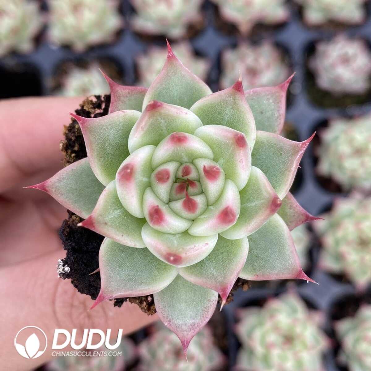 e201-139.jpg 72pcs Echeveria Toscanelli Seedlings - 画像 (1)