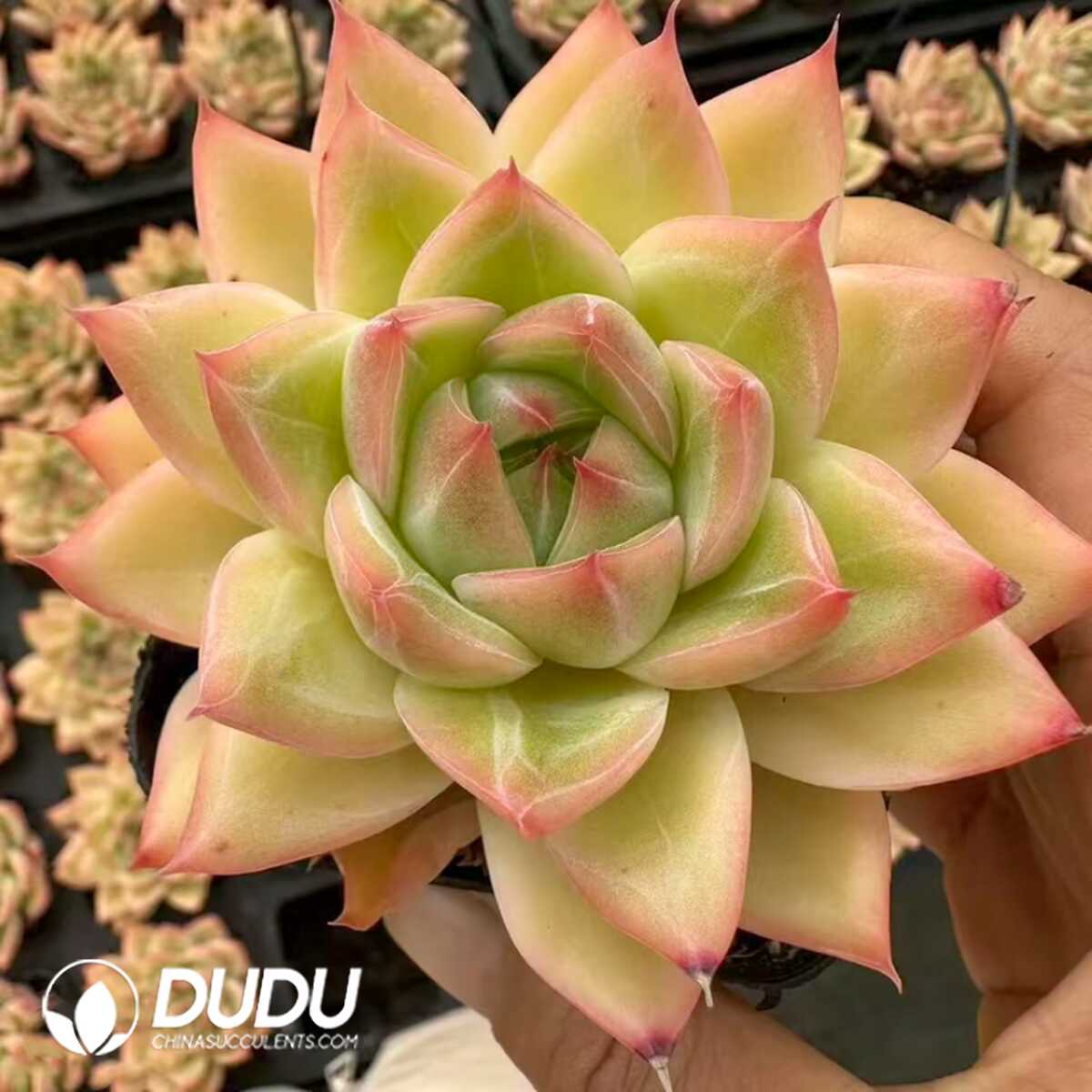 e201-14-1.jpg Echeveria Bangkok Little Palace - 画像 (1)