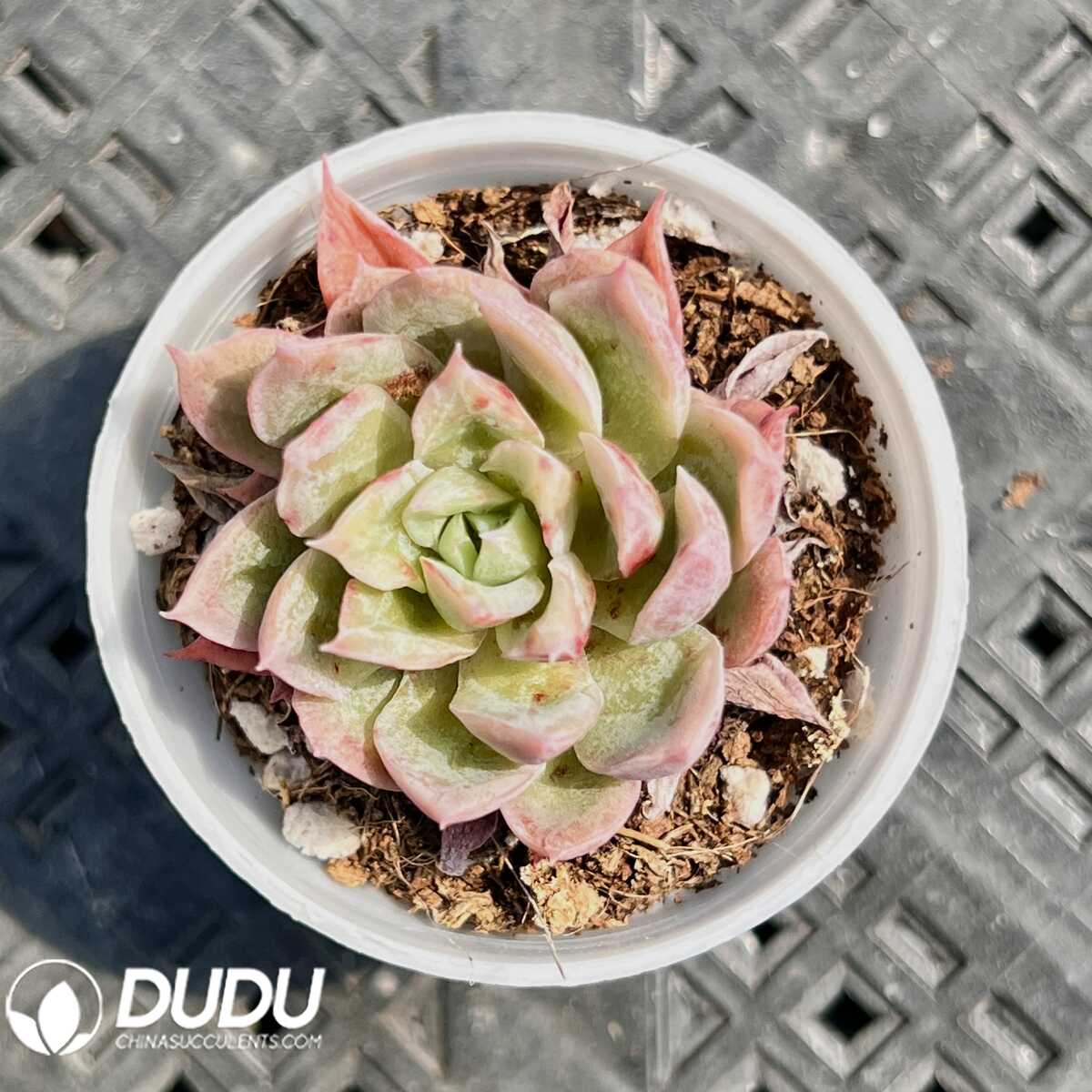 e201-14.jpg Echeveria Autumn Geese - 画像 (1)