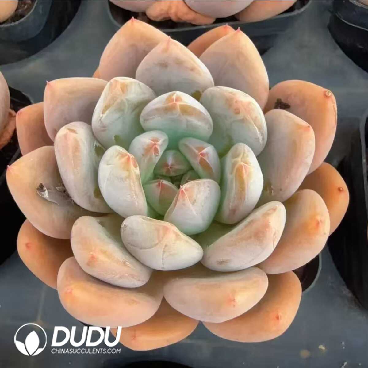 e201-140.jpg Echeveria M-sized fire egg - 画像 (1)